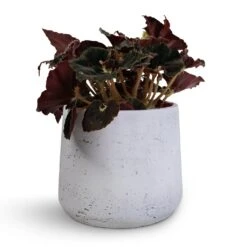 Patt Plant Pot - White Washed 24 Patt Plant Pot - White Washed -Garden Potted Plant Shop Begonia BD Rex Anne Begonia 12x20cm Patt Plant Pot White Washed 16x14cm