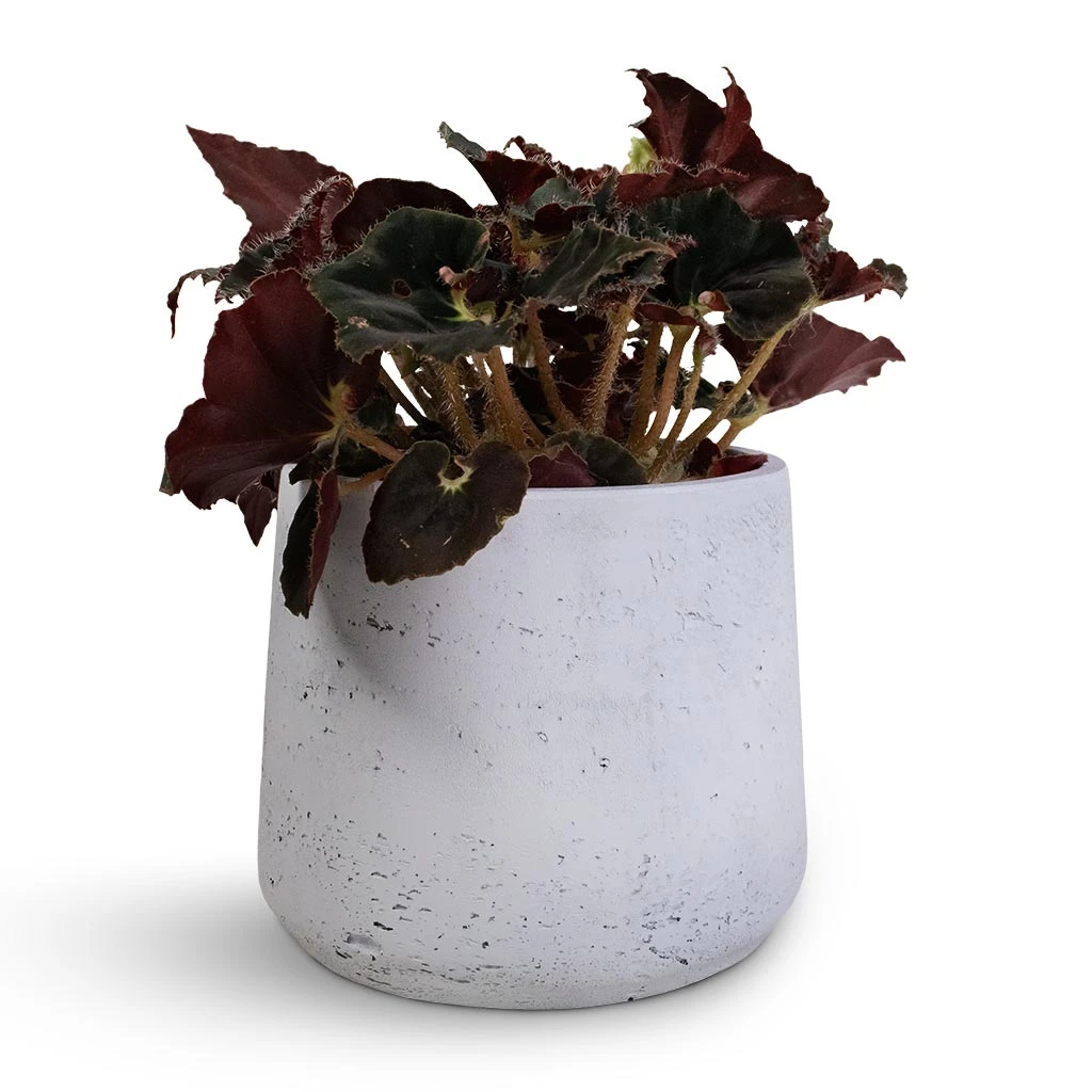 Patt Plant Pot - White Washed 12 Patt Plant Pot - White Washed - Image 12