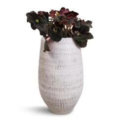 Ryan Plant Vase - White Black -Garden Potted Plant Shop Begonia BD Rex Anne Begonia 12x20cm Ryan Plant Vase White Black 18x30cm cf4e0010 7d21 48a2 b45e 31c71ef7d4eb