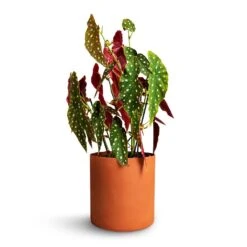 Puk Refined Planter - Canyon Orange -Garden Potted Plant Shop Begonia Maculata Polka Dot Begonia 22x70cm Puk Refined Planter Canyon Orange 25x24.5cm 2cfa1a29 c0b9 4726 a0db 2af99bb1b4f7