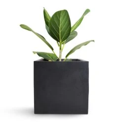 Fleur Natural Planter - Black -Garden Potted Plant Shop Bengal Fig Fleur Natural Planter Black 20x20x20cm