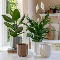 Bourton Scalloped Plant Pot - Sage 13 Bourton Scalloped Plant Pot - Sage -Garden Potted Plant Shop BourtonScallopedPlantPot Ivory 18x18cm aa22b863 c25f 4b00 b03d 338614f0a39c