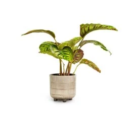 Calathea Flamestar 8 Calathea Flamestar -Garden Potted Plant Shop Calathea Flamestar 14x45cm Denise Plant Pot Off White 17x17cm