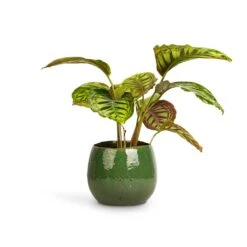 Calathea Flamestar 7 Calathea Flamestar -Garden Potted Plant Shop Calathea Flamestar 14x45cm Mischa Plant Pot Forest Green 22x18cm