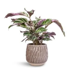 Arles Leaf Plant Pot - Mocha -Garden Potted Plant Shop Calathea Fusion White 14x35cm Arles Leaf Plant Pot Mocha 17x17cm