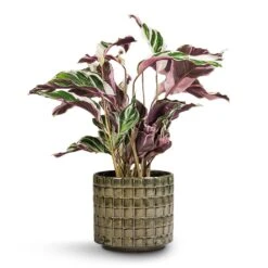 Calathea Fusion White -Garden Potted Plant Shop Calathea Fusion White 14x35cm Stian Plant Pot Moss Green 18x17cm