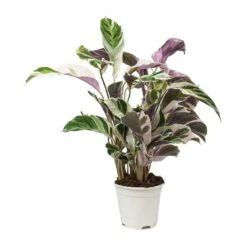 Calathea Fusion White -Garden Potted Plant Shop Calathea Fusion White
