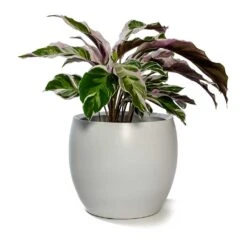 Calathea Fusion White -Garden Potted Plant Shop Calathea Fusion White Cresta Plant Pot Pure White