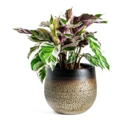 Mya Plant Pot - Deep Champagne -Garden Potted Plant Shop Calathea Fusion White Mya Plant Pot Deep Champagne 718f3dc2 ae13 4ec4 89aa 741f0ca51152