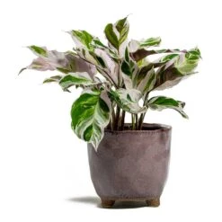 Calathea Fusion White -Garden Potted Plant Shop Calathea Fusion White kaat pink plant pot d5ab7191 512b 4143 aca1 5f135437b65f