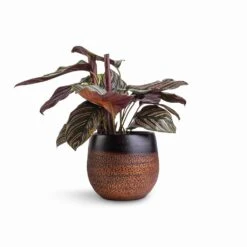 Mya Plant Pot - Shiny Mocha -Garden Potted Plant Shop Calathea Sanderiana Pin Stripe Calathea 14x50cm Mya Plant Pot Shiny Mocha 18x16cm df64169c bacc 443b b2c5 a0c635bba10d