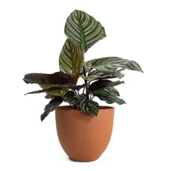 Coral Refined Planter - Canyon Orange -Garden Potted Plant Shop Calathea Sanderiana Pin Stripe Calathea Coral Refined Planter Canyon Orange
