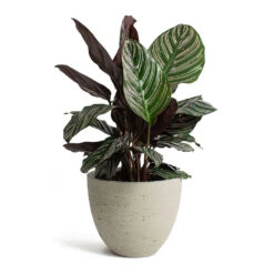 Mini Jesslyn Plant Pot - Grey Washed -Garden Potted Plant Shop Calathea Sanderiana Pin Stripe Calathea Mini Jesslyn Plant Pot Grey Washed