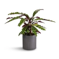 Puk Plant Pot - Black Washed 20 Puk Plant Pot - Black Washed -Garden Potted Plant Shop Calathea lancifolia Rattlesnake Plant 17x60cm Puk Plant Pot Black Washed 20x20cm 513d6494 7e07 4976 b580 29dfeec1c56c