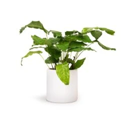 Calathea Musaica Network -Garden Potted Plant Shop Calathea musaica Network 12x30cm Puk Planter Matt White 15x15cm