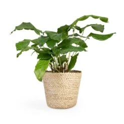 Calathea Musaica Network -Garden Potted Plant Shop Calathea musaica Network 12x30cm Selin Plant Basket Jute 18x16cm 2