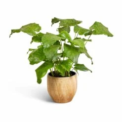 Calathea Musaica Network -Garden Potted Plant Shop Calathea musaica Network 17x50cm Emmy Plant Pot Camel 22x20cm