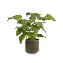 Calathea Musaica Network -Garden Potted Plant Shop Calathea musaica Network 17x50cm Jordy Plant Pot Forest Green 20x18cm copy