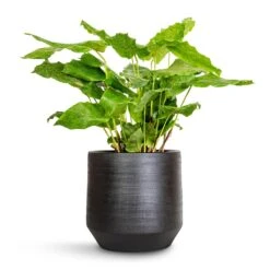 Norell Plant Pot - Black 37 Norell Plant Pot - Black -Garden Potted Plant Shop Calathea musaica Network 17x50cm Norell Plant Pot Black 21x20cm 4f277232 92fb 4ac5 8b16 d66a616ae96e