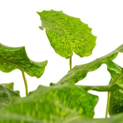 Calathea Musaica Network -Garden Potted Plant Shop Calathea musaica Network DETAIL