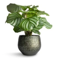 Noor Plant Pot - Velvet Green -Garden Potted Plant Shop Calathea orbifolia 12x35cm Noor Plant Pot Velvet Green 16x13cm 5c898efa 455e 4eef 8340 df9263518349