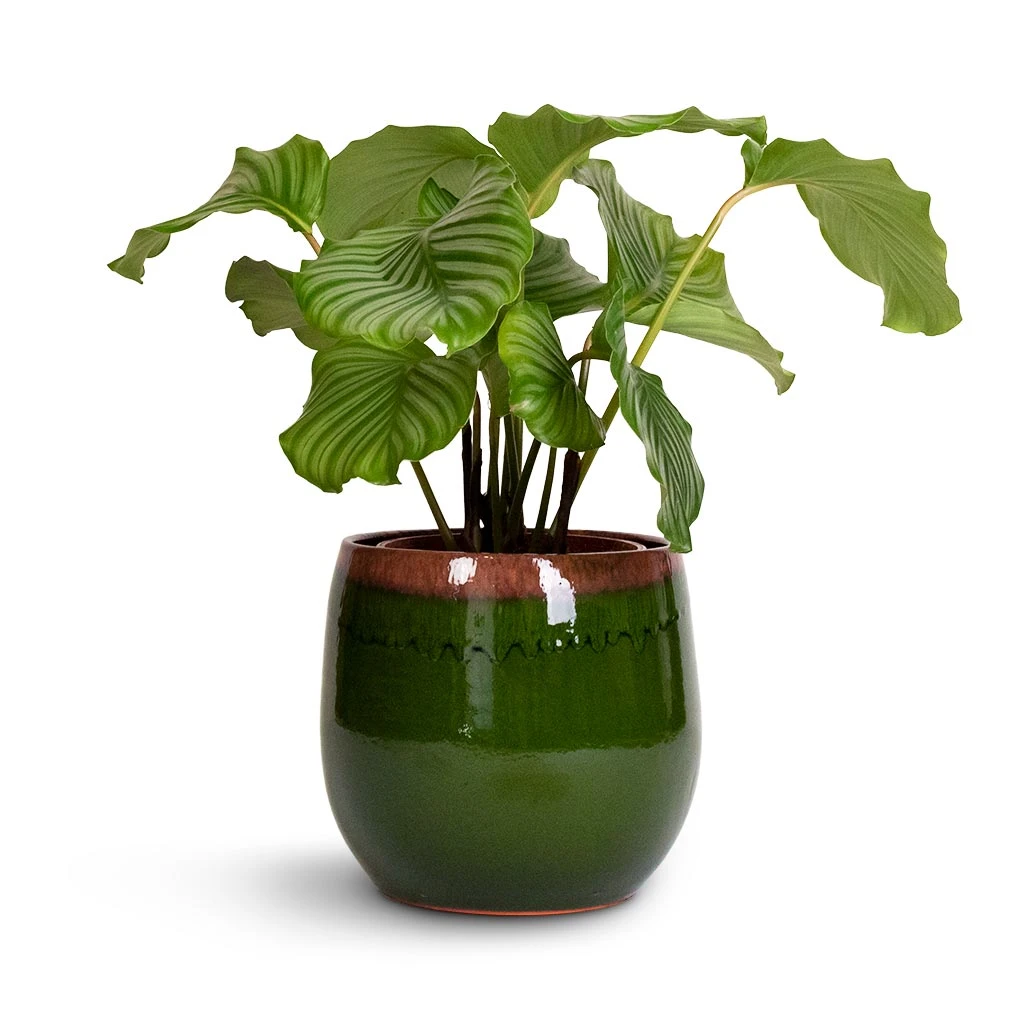 Charlotte Plant Pot - Green 16 Charlotte Plant Pot - Green - Image 16
