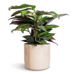 Lazzaro Plant Pot - Taupe Garland -Garden Potted Plant Shop Calathea ornata Beauty Star 14x50cm Lazzaro Plant Pot Taupe Garland 18x16cm