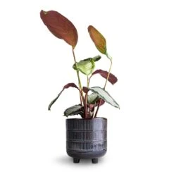 Calathea Picturata Argentea -Garden Potted Plant Shop Calathea picturata Argentea 12 x 40cm Denise Plant Pot Blue Bronze 17 x 17cm 8f681b6c be51 45f4 a37e 41da844f85fe