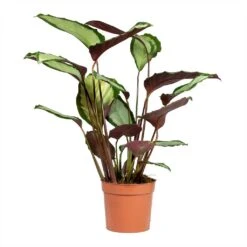 Calathea Picturata Argentea -Garden Potted Plant Shop Calathea picturata Argentea 12x40cm 2
