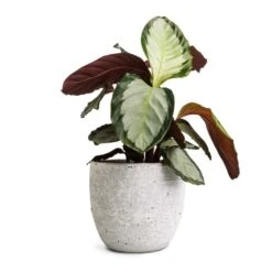 Calathea Picturata Argentea -Garden Potted Plant Shop Calathea picturata Argentea 12x40cm Cas Plant Pot Cool Grey 17x15cm