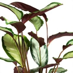 Calathea Picturata Argentea -Garden Potted Plant Shop Calathea picturata Argentea 12x40cm Foliage