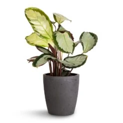 Calathea Picturata Argentea -Garden Potted Plant Shop Calathea picturata Argentea 12x40cm Gerben Plant Pot Black Washed 15x16cm