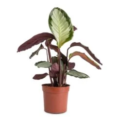 Calathea Picturata Argentea -Garden Potted Plant Shop Calathea picturata Argentea 12x40cm f9e1c73f 0528 4ecb 89e5 a410c7c34b6e