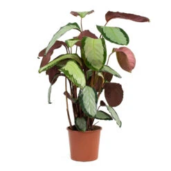 Calathea Picturata Argentea -Garden Potted Plant Shop Calathea picturata Argentea 17cm