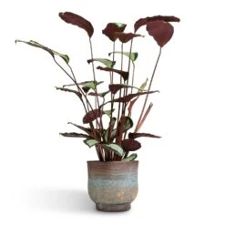 Aico Plant Pot - Shiny Blue 19 Aico Plant Pot - Shiny Blue -Garden Potted Plant Shop Calathea picturata Argentea 17x75cm Aico Plant Pot Shiny Blue 22x20cm