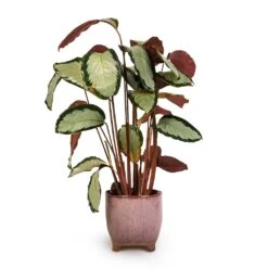 Calathea Picturata Argentea -Garden Potted Plant Shop Calathea picturata Argentea 17x75cm Kaat Plant Pot Old Pink 20x20cm 3ba3b349 b4d8 487f b68d 3d5c842fca7a