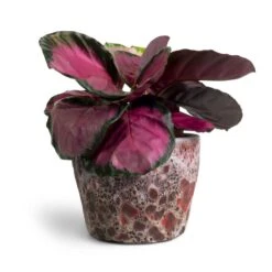Lava Couple Straight Relic Planter - Pink -Garden Potted Plant Shop Calathea picturata Crimson 14x50cm Lava Couple Straight Relic Planter Pink 19x13cm 16f68b67 9332 4d35 8c36 4b777842b846