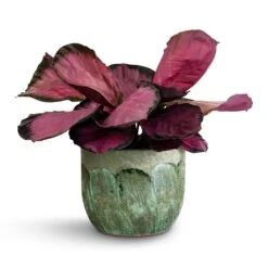 Moon Plant Pot - Jungle -Garden Potted Plant Shop Calathea picturata Crimson 14x50cm Moon Plant Pot Jungle 19x16cm 35b290dd 5081 4741 85aa 5eed4c05b175