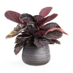 Calathea Roseopicta Dottie - Rose Painted Calathea 17 Calathea Roseopicta Dottie - Rose Painted Calathea -Garden Potted Plant Shop Calathea roseopicta Dottie Rose Painted Calathea 14x45cm Angle Darcy Plant Pot Anthracite 24x16cm e8f7101b 4cf9 4d8c b37d d85b29104dbc