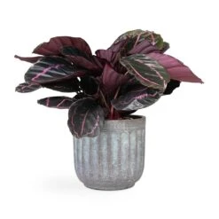Calathea Roseopicta Dottie - Rose Painted Calathea 12 Calathea Roseopicta Dottie - Rose Painted Calathea -Garden Potted Plant Shop Calathea roseopicta Dottie Rose Painted Calathea 14x45cm Duncan Plant Pot Blue Gold 19x18cm 4a6b5430 f5ab 4875 b948 5cda29b15574