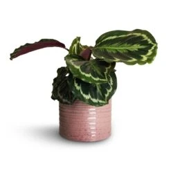 Hera Plant Pot - Purple -Garden Potted Plant Shop Calathea roseopicta Dottie Rose Painted Calathea 14x45cm Hera Plant Pot Purple 17x16cm 1 ccf5ae6f ec26 4ffe b7f0 3a98c047c2eb