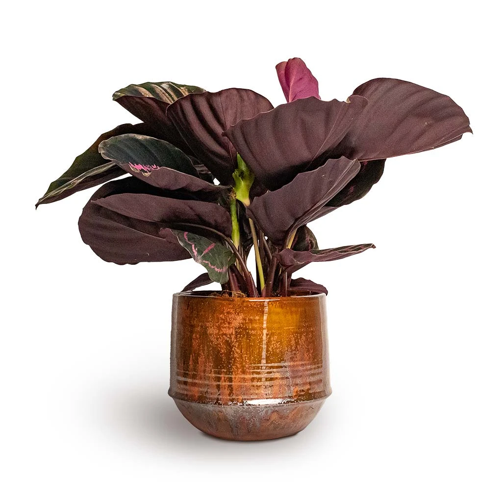 Calathea Roseopicta Dottie - Rose Painted Calathea 1 Calathea Roseopicta Dottie - Rose Painted Calathea