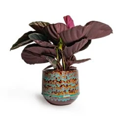 Calathea Roseopicta Dottie - Rose Painted Calathea 16 Calathea Roseopicta Dottie - Rose Painted Calathea -Garden Potted Plant Shop Calathea roseopicta Dottie Rose Painted Calathea 14x45cm Noud Plant Pot Marrakesh 20x17cm ab3f2272 b4a9 426a aa0d 299504f8331f