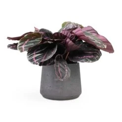 Calathea Roseopicta Dottie - Rose Painted Calathea 18 Calathea Roseopicta Dottie - Rose Painted Calathea -Garden Potted Plant Shop Calathea roseopicta Dottie Rose Painted Calathea 14x45cm Patt Plant Pot Black Washed 20x17cm