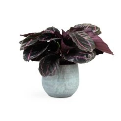Calathea Roseopicta Dottie - Rose Painted Calathea 13 Calathea Roseopicta Dottie - Rose Painted Calathea -Garden Potted Plant Shop Calathea roseopicta Dottie Rose Painted Calathea 14x45cm Ryan Plant Pot Blue Gold 18x16cm
