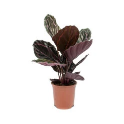 Calathea Roseopicta Dottie - Rose Painted Calathea 15 Calathea Roseopicta Dottie - Rose Painted Calathea -Garden Potted Plant Shop Calathea roseopicta Dottie Rose Painted Calathea