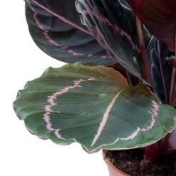 Calathea Roseopicta Dottie - Rose Painted Calathea 14 Calathea Roseopicta Dottie - Rose Painted Calathea -Garden Potted Plant Shop Calathea roseopicta Dottie Rose Painted Calathea Leaves