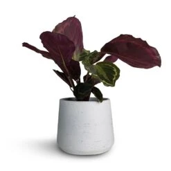 Patt Plant Pot - White Washed 23 Patt Plant Pot - White Washed -Garden Potted Plant Shop Calathea roseopicta Medallion 12x30cm Patt Plant Pot White Washed 16x14cm