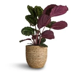 Cody Plant Pot - Straw Grass -Garden Potted Plant Shop Calathea roseopicta Medallion 19x80cm Cody Plant Pot Straw Grass 27x26cm 03966e9f 767b 4dcb bef0 f2fef6fc43c3