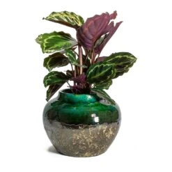 Lindy Jar Plant Pot - Black Green -Garden Potted Plant Shop Calathea roseopicta Medallion Lindy Jar Plant Pot Black Green